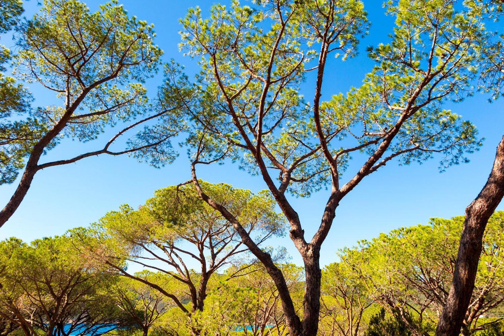 Camping Lacona Pineta Capoliveri  Luaran gambar